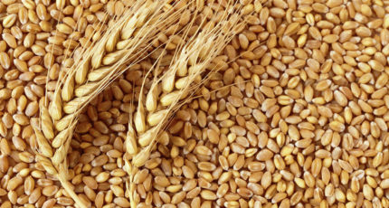 Экспортная пошлина на пшеницу из России с 17 августа снизится до 5 018 руб.