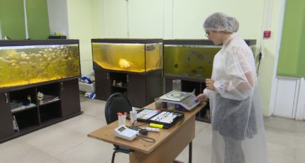 Воронежские студенты выиграли миллион за изобретение уникального корма для рыб