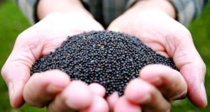 Минсельхоз предлагает с 1 сентября запретить вывоз семян рапса