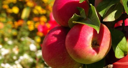 Минсельхоз отчитался о растущих объемах собранных в этом году в РФ яблок