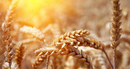 Урожай зерна в России благодаря новым субъектам может вырасти на 5 млн тонн в год