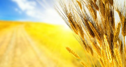 Воронежские аграрии собрали 4 млн тонн зерна