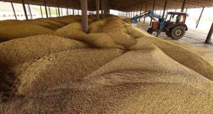 Золото полей: куда Россия экспортирует пшеницу