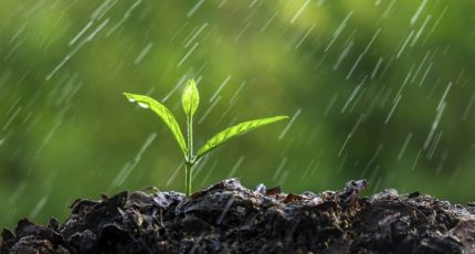 Роман Вильфанд: прошедшие в ЦФО дожди очень полезны для почвы
