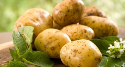 РФ нужно три года для выхода на полную самообеспеченность семенами картофеля
