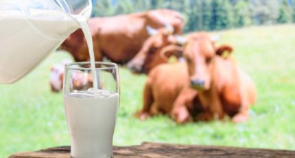 Российские ученые научились определять коров, чье молоко более пригодно для производства сыра