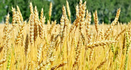 Россия закупила в госфонд первый миллион тонн зерна