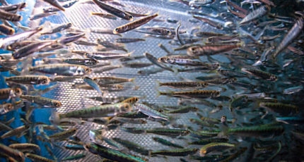 АПК и рыбное хозяйство оцифруют