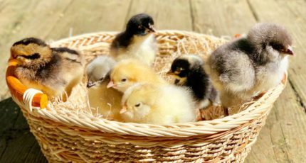 ГД приняла закон о запрете продажи животных в зоомагазинах и на птичьих рынках