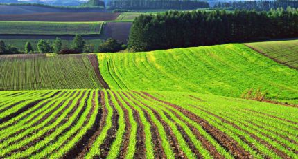 Владимир Кашин: Неиспользуемые сельхозземли предлагают изымать по ускоренной процедуре
