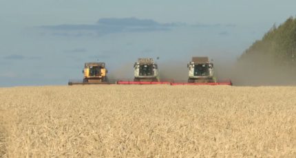 Аграрии РФ к 7 сентября собрали почти 125 млн тонн зерна