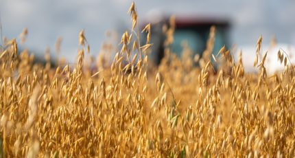 Минсельхоз предложил увеличить квоту на экспорт зерна на 4 млн тонн