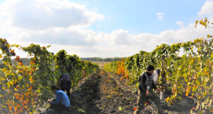 В регионе завершается уборка промышленного виноградника