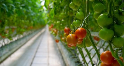 Производство тепличных овощей увеличилось на 2,3%