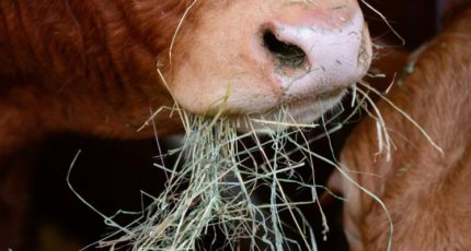 В 2022 году молочные фермы останутся без субсидий на покупку кормов