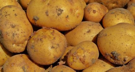 Аграрии рискуют не убрать весь урожай картофеля