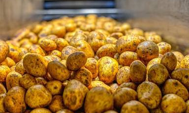 В России на 18% увеличился сбор картофеля