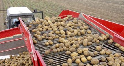 Проект по стимулированию производства картофеля и овощей запустят в России в 2023 году