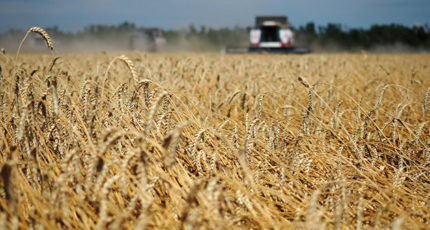 Минсельхоз планирует дополнительные меры поддержки для производителей зерна
