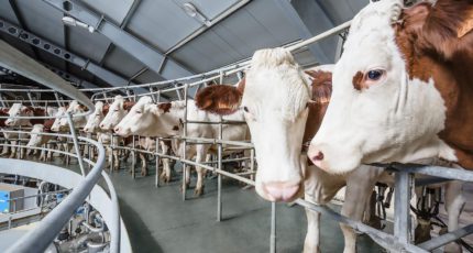 В России составлен рейтинг молочных хозяйств по продуктивности коров