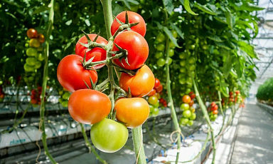 Производство тепличных овощей в России увеличилось на 8,3%
