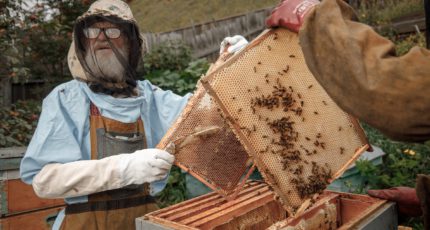 Самозанятых пчеловодов включат в реестр производителей органической продукции
