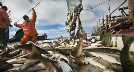 Российские рыбаки начали оформлять разрешения на вылов через 