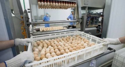 В России впервые произведут достаточно инкубационного яйца