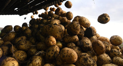 Россия по итогам года достигнет самообеспеченности по картофелю