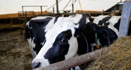 На субсидии производителям крупного рогатого скота выделят 600 млн рублей в 2023 году