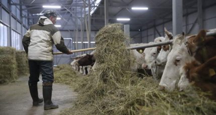 Саудовская Аравия увеличила число поставщиков молочной продукции и баранины из РФ