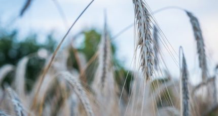 С 1 июля экспорт пшеницы из РФ сократился на 3,5%