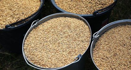 Россельхознадзор изучит снятие ограничений на ввоз риса из Пакистана