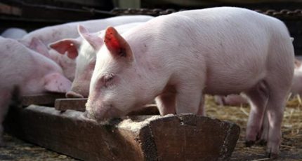 В России стало больше экспортеров свиноводческой продукции во Вьетнам