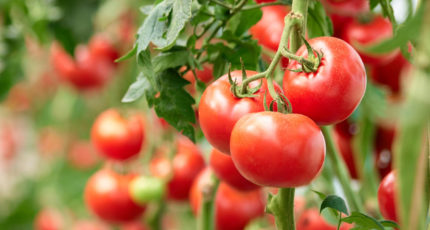 Вирус мозаики пепино – серьезная угроза для производства томатов