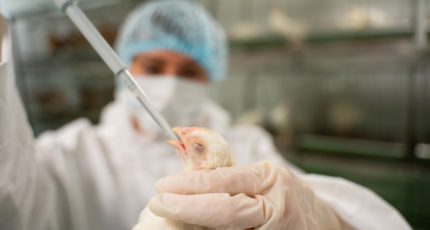 Россельхознадзор приступил к изъятию из оборота опасной израильской вакцины для птиц