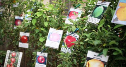 Яблочный спад: селекционеры пожаловались на демпинг производителей импортных саженцев