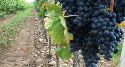 Минсельхоз сформирует федеральный реестр виноградопригодных земель