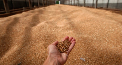 Россия закупила в интервенционный фонд 36,3 тыс. т зерна на 559,4 млн руб.