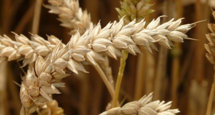 Пошлину на экспорт пшеницы из России с 30 ноября повысят до 2,788 тыс. рублей за тонну