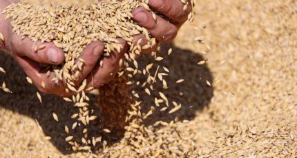Аграрии Воронежской области установили абсолютный рекорд по производству зерновых культур