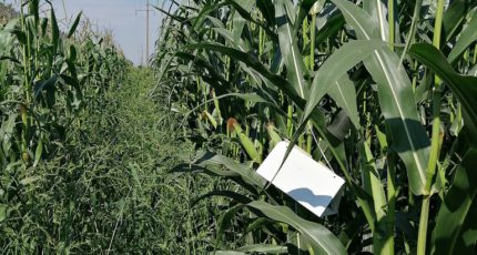 Методы мониторинга стеблевого мотылька в условиях Воронежской области для защиты кукурузы