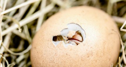 В России создали исследовательский комплекс для определения пола птицы в эмбрионе яйца