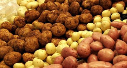 Кабмин намерен к 2030 году на 50% обеспечить аграриев РФ посадочным картофелем отечественной селекции