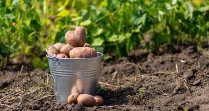 Выращивание картофеля в России поддержат субсидиями