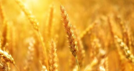 «ЗерноЛогистика 2024: логистика экспорта зерновых и масличных»