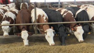 Тысячи воронежских коров пройдут обследование для получения генетического паспорта
