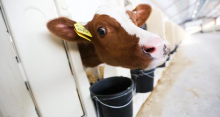 Темпы роста страхования коров и быков упали в 3,5 раза