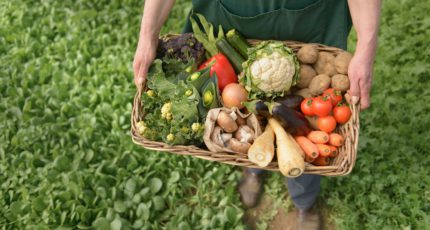 В России появятся первые «зеленые» овощи с улучшенными характеристиками
