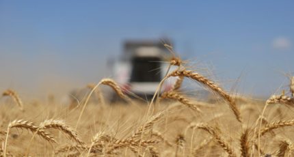 Россия не будет отменять пошлины на экспорт зерна, заявил Патрушев